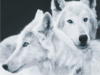 Схема вышивки «Два белых волка»