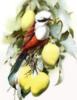 Схема вышивки «Птичка на лимонном дереве»