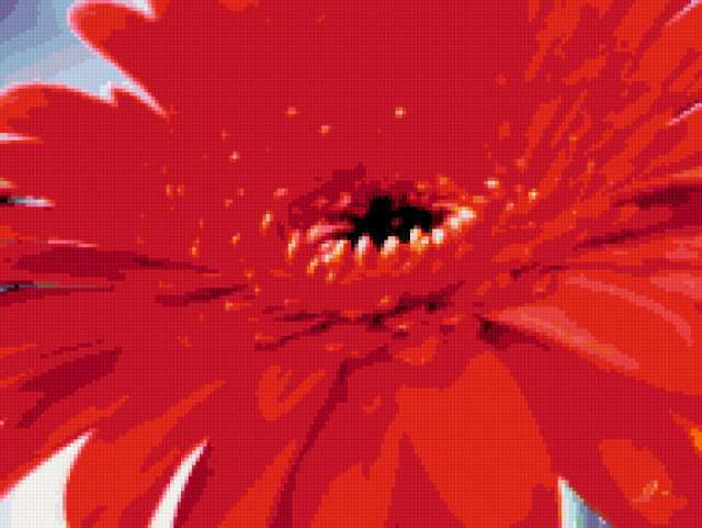 , цветы, цветок, герберы