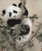 Схема вышивки «Панда на дереве»