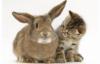 Схема вышивки «Кролик и котёнок»