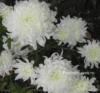 Белые хризантемы: оригинал