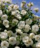 Схема вышивки «Куст белых роз»