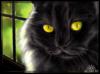 Темной ночью-темный кот: оригинал