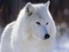 Схема вышивки « Белый волк»