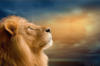 Схема вышивки &laquo;Лев и небо&raquo;