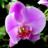 Орхидея 1: оригинал
