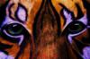 Схема вышивки «Eye of the tiger»