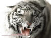 Схема вышивки «Рычащий тигр»