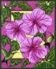 Схема вышивки «Framed Flowers - Hibiscus»