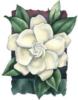 White Gardenia: оригинал