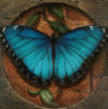 Butterfly: оригинал