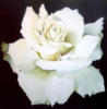 Схема вышивки «White Rose on Black»
