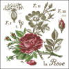 Схема вышивки «Ботаническая роза»