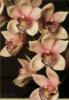 Схема вышивки «Орхидеи»