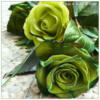 Схема вышивки «Зелёные розы»
