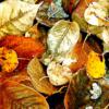 Схема вышивки «Листья.Осень»