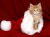 Схема вышивки «Новогодний котенок»