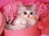 Схема вышивки «Котенок в розовом»