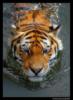 Тигр в воде: оригинал