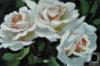 Схема вышивки «Шуберт Альбина Белые розы»