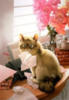 Схема вышивки «Кошки Макото Мурамацо»