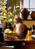 Схема вышивки «Кошки Макото Мурамацо»