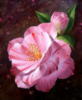 Розовый цветок: оригинал