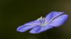 Схема вышивки «Голубой цветок»