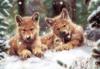 Схема вышивки «Волчата в зимнем лесу»