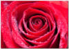 Схема вышивки «Alaya roza v rose»