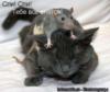 Кот и мышка: оригинал