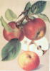 Схема вышивки «Яблоки»