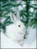 Белый заяц зимой: оригинал