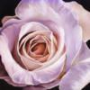 Схема вышивки «White Rose at Dusk»