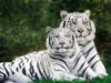 Схема вышивки «Белые тигры (четкая схема)»