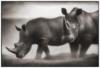 Носороги (четкая схема): оригинал
