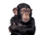 Схема вышивки «Шимпанзе (четкая схема)»