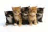 Схема вышивки «Kittens»