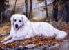 Белый пёс в осеннем лесу: оригинал