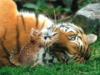 Схема вышивки «Тигр и котенок»