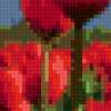 Тюльпаны предгорья: предпросмотр