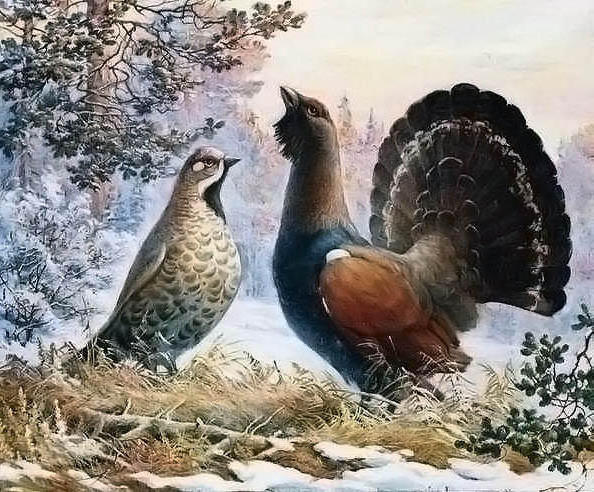 Variant 5, природа, птицы, pticy, пара