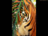 Схема вышивки «Тигр (четкая схема)»