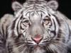 Схема вышивки «Белый тигр (четкая схема)»