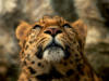 Леопард (Четкая схема): оригинал