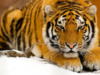 Тигр (красивая и четкая схема): оригинал