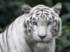 Белый тигр (четкая схема): оригинал