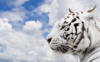 Белый тигр (четкая схема): оригинал