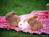 Схема вышивки «Милые кролики»